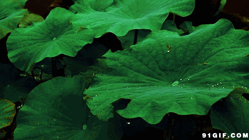 绿色池塘荷叶图片