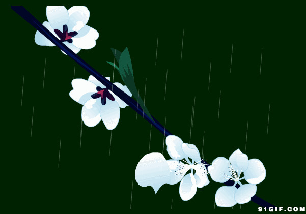 雨中花瓣飘零动态图
