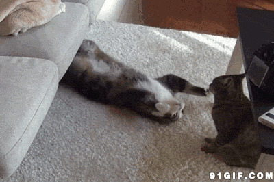 猫猫沙发底下钻出来打架动态图
