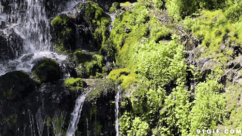 山涧泉水顺流而下动态图:风景,山水,瀑布