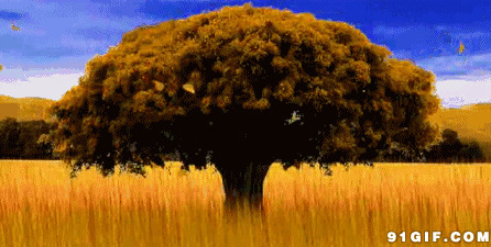 风吹黄色稻田动态图:稻田,风吹,大树