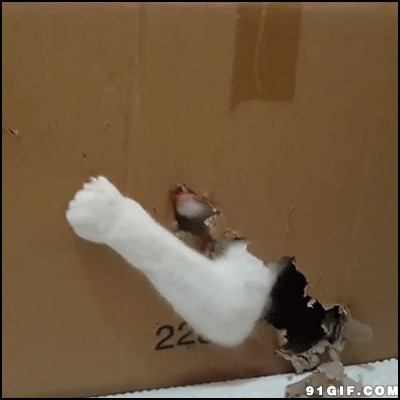 猫猫快速的箱子里伸出爪子动态图