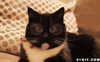 猫猫戴放大镜眼镜动态图