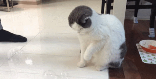 猫猫好奇的看着气泡动态图:猫猫