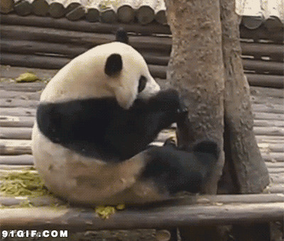 熊猫宝宝不停的擦嘴动态图
