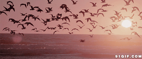 阳光海滩海鸟飞舞动态图