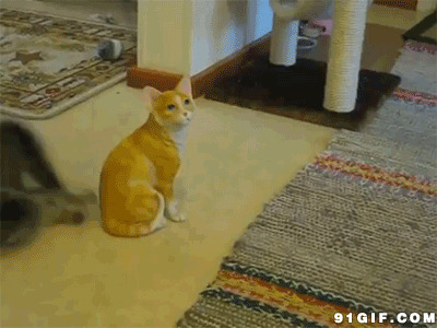 猫猫欠打的表情:猫猫,得瑟