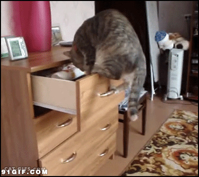 猫猫利索的拉开抽屉动态图:猫猫
