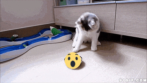 猫猫爪子玩表情动态图:猫猫