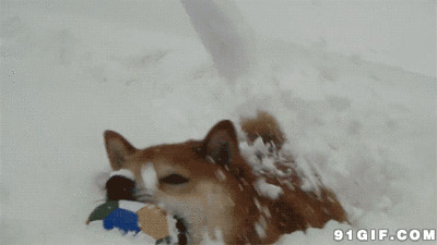 狗狗在雪堆里叼出玩具球动态图