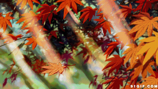 一片枫叶掉落水中动态图:枫叶,落叶