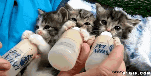 新生小猫咪享受喂养动态图:猫猫,小猫