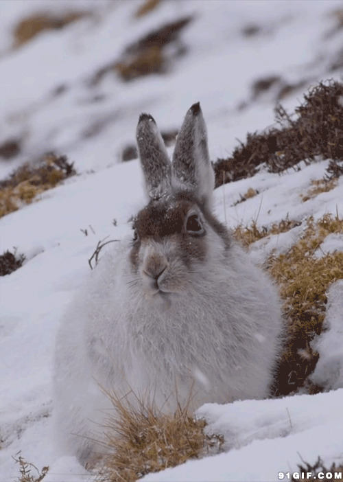 雪地可爱小白兔动态图:白兔,雪地,兔子
