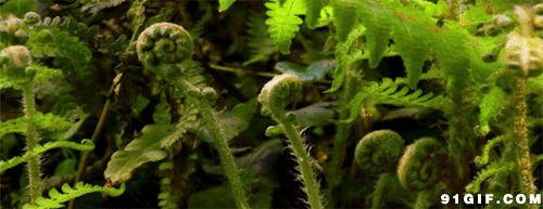 蕨苗动态图片:植物,成长,蕨苗