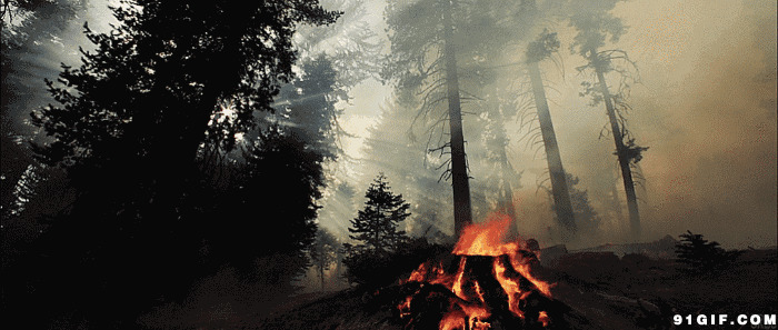 山林点燃柴火动态图:燃烧,火苗,火焰