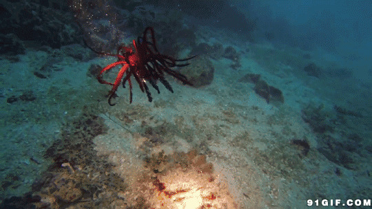 海底红色章鱼动态图:章鱼