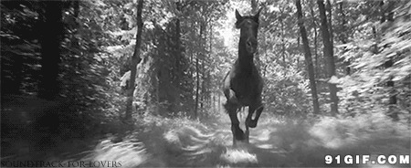 树林里跑出一匹脱缰的野马动态图:骏马,黑马