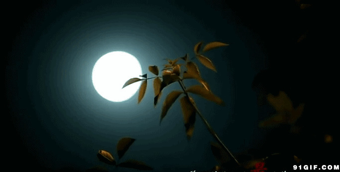 花前月下动态图:月亮,晚上