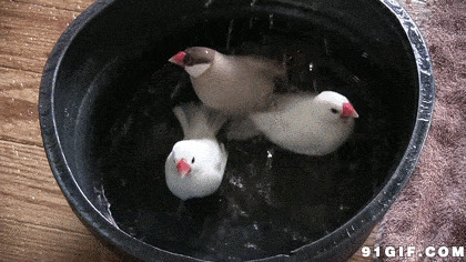 小鸽子瓦盆水洗澡动态图:鸽子