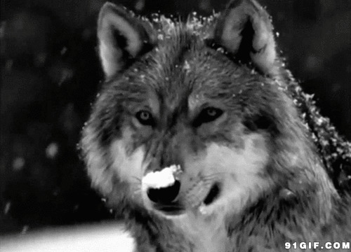 风雪中的狼动态图:饿狼,下雪,恶狼