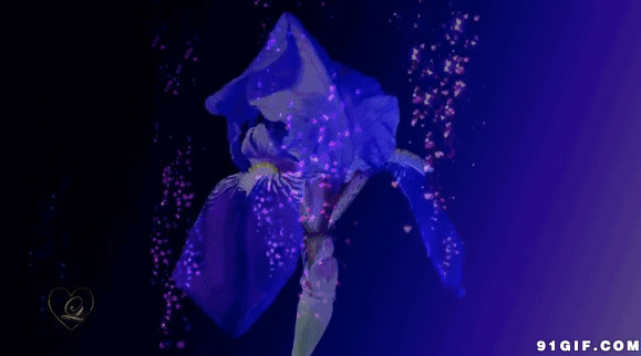 一朵绽放的紫色花朵动态图:花儿,开花