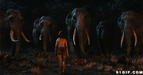 小男孩与大象群动态图:大象