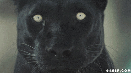 黑豹目不转睛的眼神动态图