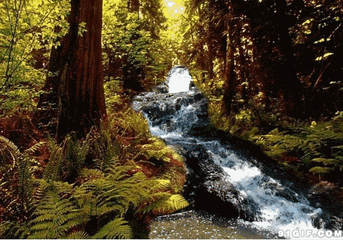 森林深处流淌的小溪动态图:小溪,流水