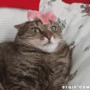 猫猫头戴花怪异表情搞笑动态图:猫猫,表情