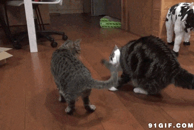 两只猫咪摇尾巴僵持动态图:猫猫