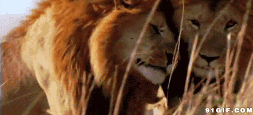 爱撒娇的母狮子动态图:狮子
