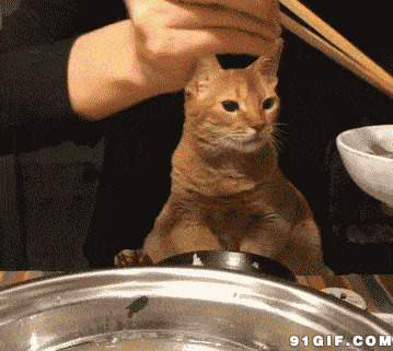 猫猫看主人夹菜超萌搞笑动态图