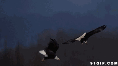 两只雄鹰空中翻滚缠斗动态图