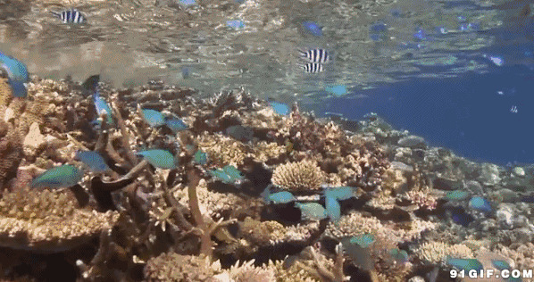海底珊瑚和小鱼动态图:珊瑚,鱼儿,水底,鱼群