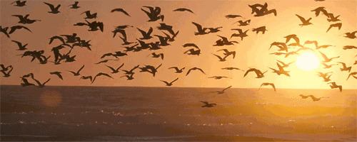 日出时候群鸟飞舞动态图:鸟儿,海鸥