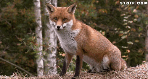 狐狸张牙裂嘴动态图:狐狸,动物