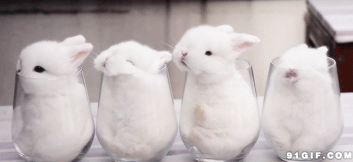 缩在玻璃杯小白兔动态图:白兔,兔子