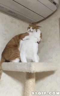 两只小猫猫嬉闹动态图:猫猫