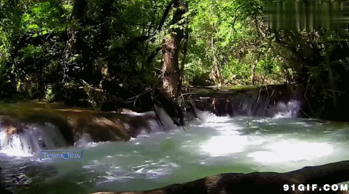 茂密的森林河水流出动态图