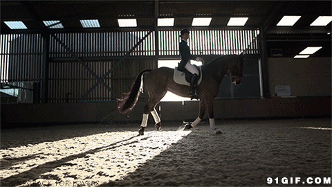 马棚里训练马术动态图:骑马
