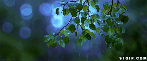 淅沥沥下雨打湿树叶动态图:下雨,树叶