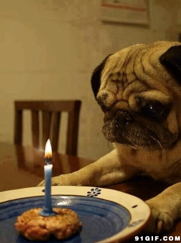 小狗狗的生日蜡烛动态图:狗狗,生日,蜡烛