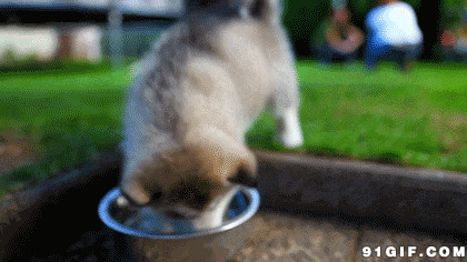 调皮小狗水盆玩耍动态图:狗狗,玩水
