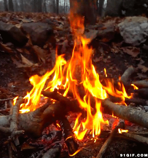 户外一堆木火动态图:火焰,燃烧
