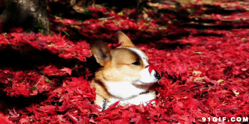 狗狗趴在枫叶堆里动态图:狗狗,枫叶