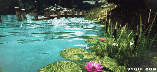 荷塘里碧绿池水美景动态图:荷塘,水池,荷叶,荷花