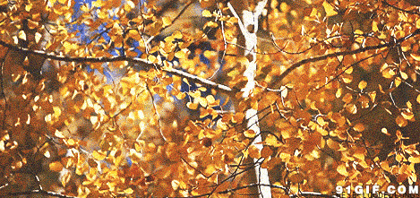 金黄色树叶随风飘动动态图