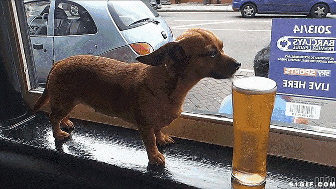 狗狗舌头舔啤酒动态图:狗狗,啤酒
