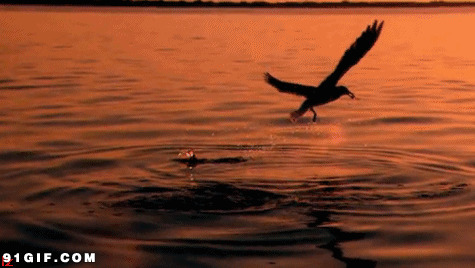 海鸟飞越海面叼鱼动态图