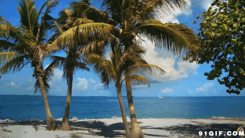 海边椰树动态图:风景,椰树